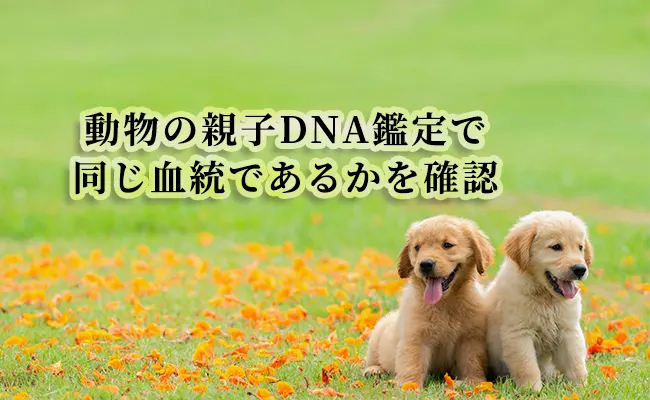犬のDNA鑑定