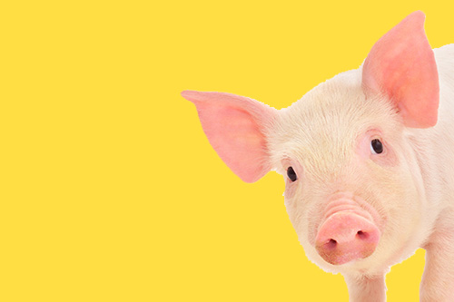動物の遺伝子検査(豚)