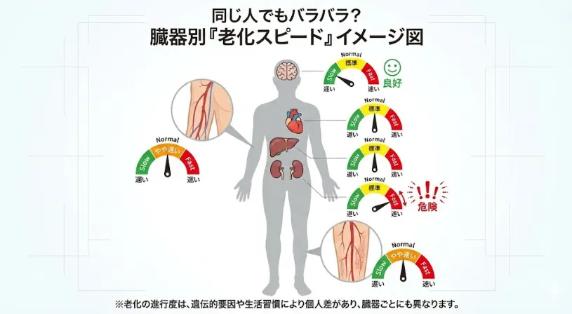 老化のスピードは体内で一様ではない