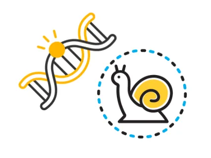 精子の中でも「変異」は増えるが、ゆっくり進む