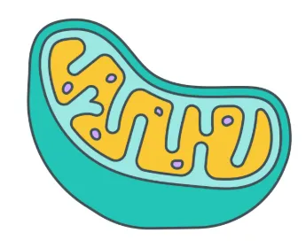 ミトコンドリアDNAや構造変異の解析も進展中