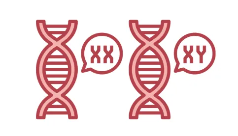 NIPTで性別がわかる仕組み ―Y染色体をどのように検出するのか―