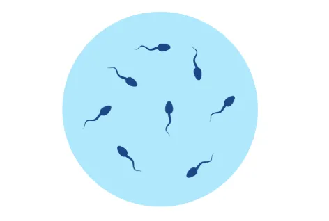 精液の主な成分と検出のポイント